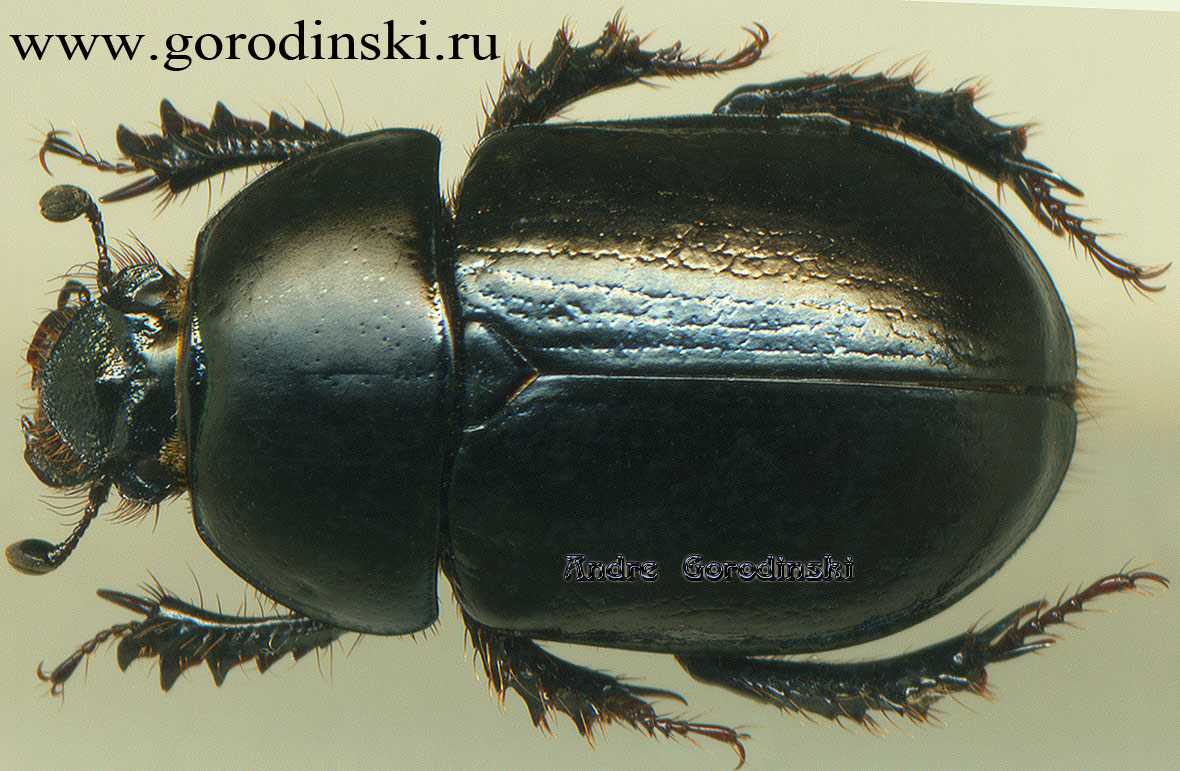 http://www.gorodinski.ru/geotrupes/Epigeotrupes castanipennis.jpg